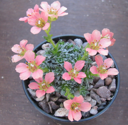Saxifraga 'Paul Gaughin'